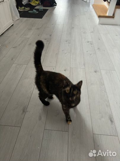 Кошки в добрые руки