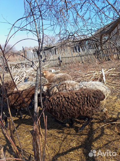 Продам овцематок гиссарской породы