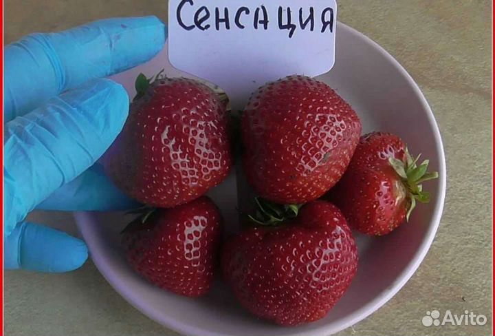 Рассада клубники
