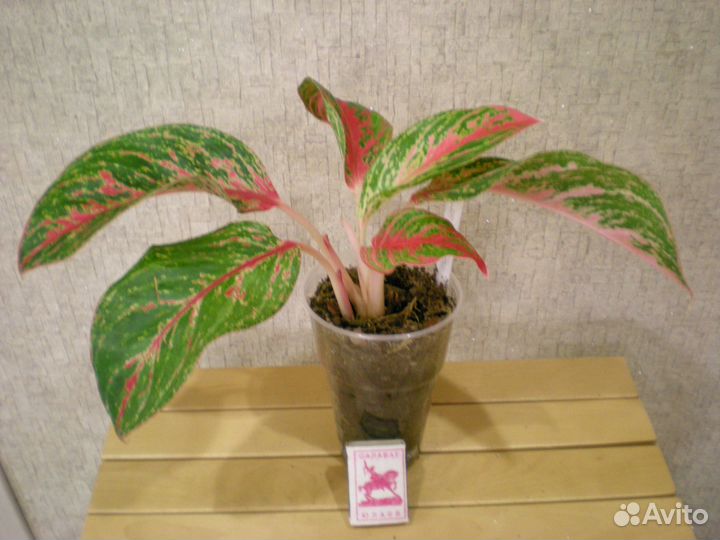 Комнатные растения цветы