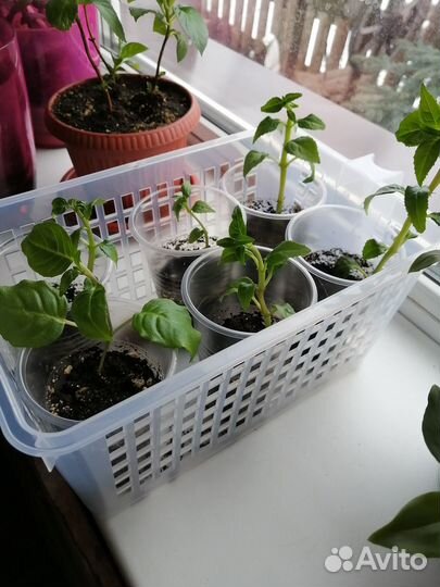 Продам цветы комнатные