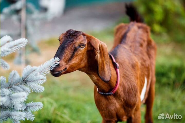 Нубийские козы