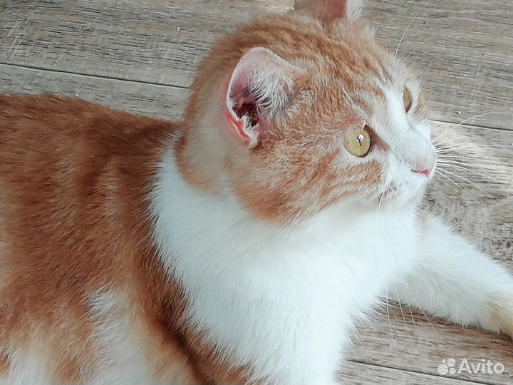 Спокойный молодой котик