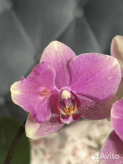 Орхидея фаленопсис
