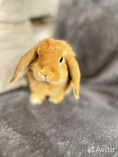 Отдам кролика в добрые руки