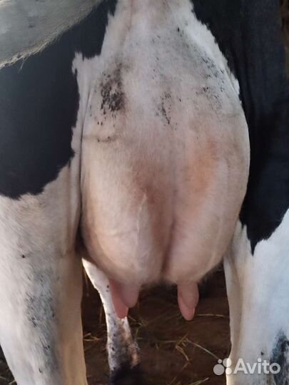 Корова высокоудойная