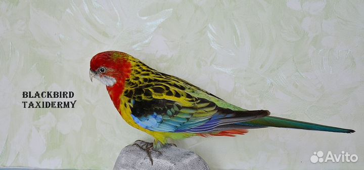 Таксидермия птиц. Попугаи, амадины и др