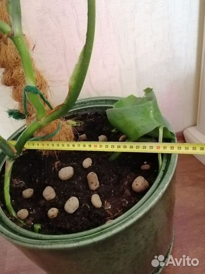 Горшок с монстерой
