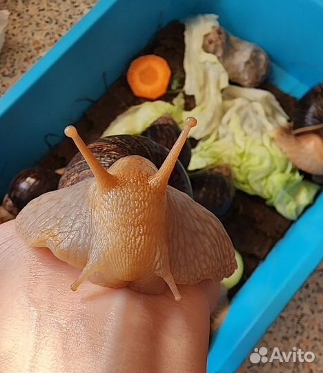 Сухопутные улитки Ахатины бесплатно