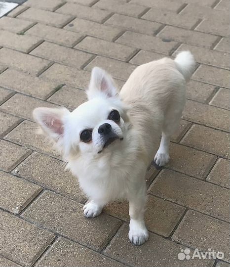 Вязка кобель чихуахуа