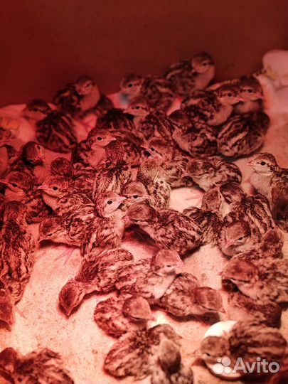 Продаются птенцы горной куропатки: кеклики и руфы