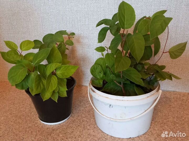 Лимонник китайский саженцы