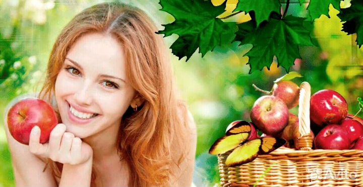 Работник по сборке яблок в саду. Вахта