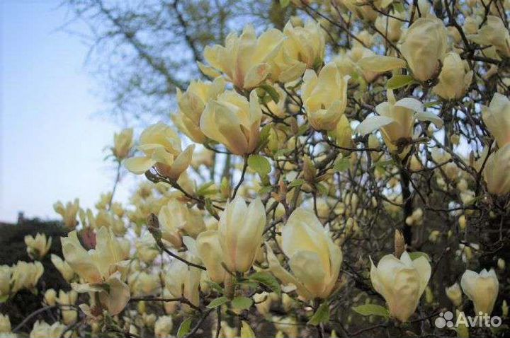 Еллоу Лантерн