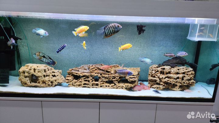 Еллоу 2 самца