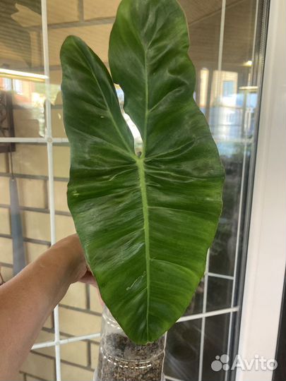 Сингониумы, Эпипремнумы, филодендрон