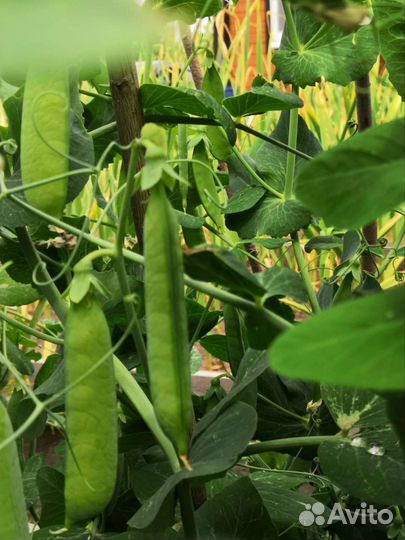 Горох зеленый свежий