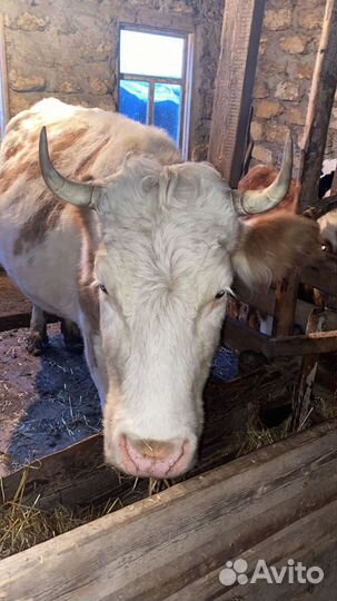 Корова стельная и дойная и бык на племя