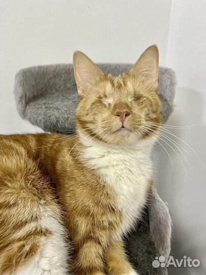 Слепой котик Кеша ищет дом