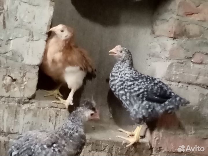 Куры молодки несушки