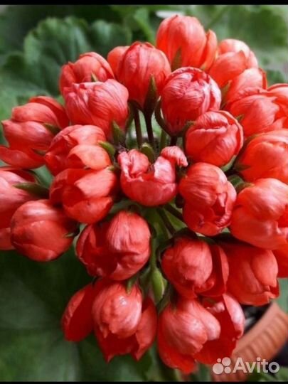 Неrma,Лилиан Андреа, Тесс Влада,лиа Божоле