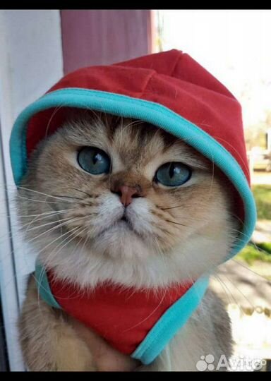 Коты на вязку(не бесплано)