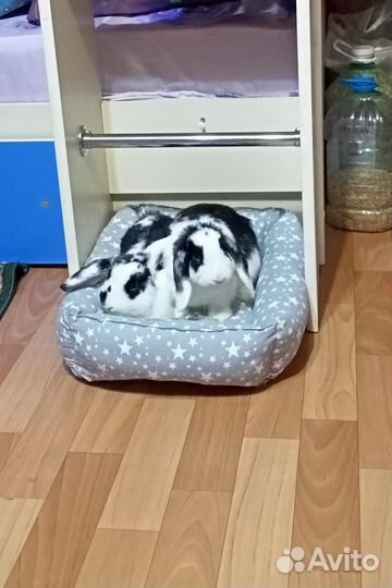 Продам кроликов вислоухие