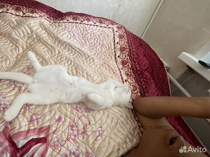 Отдам кошечку в добрые руки