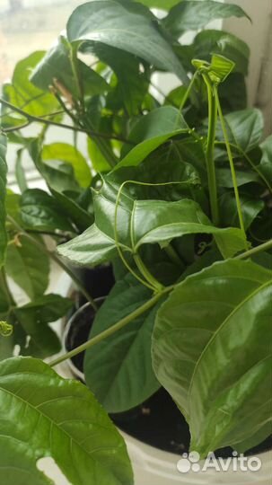 Пассифлора маракуйя