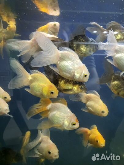Аквариумные рыбки