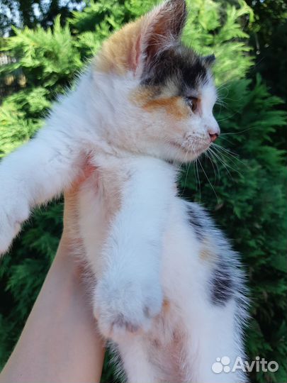 Котята в добрые руки бесплатно