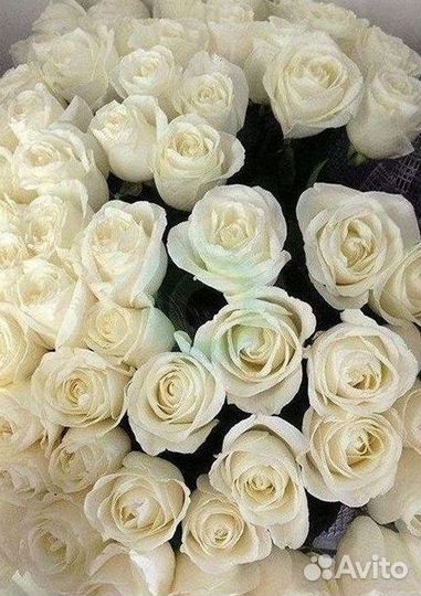 Высокие розы Гигантские Розы 150 160 170 180 190см