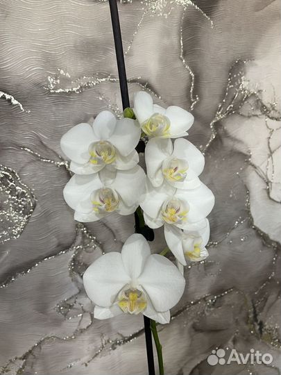 Орхидея фаленопсис