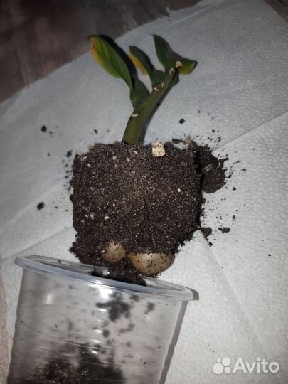 Замиокулькас зензи