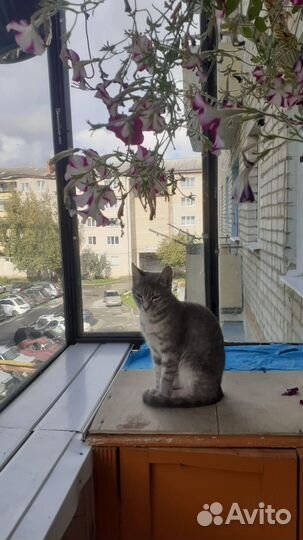 Отдам в добрые руки