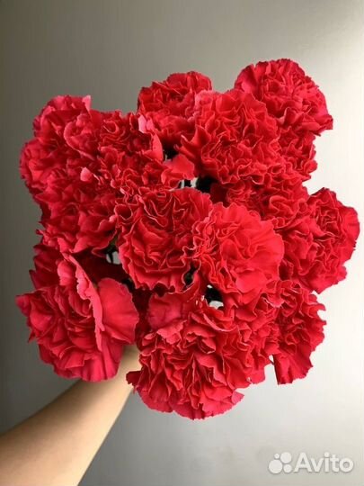 Гвоздика красная, диантус, гвоздика оптом