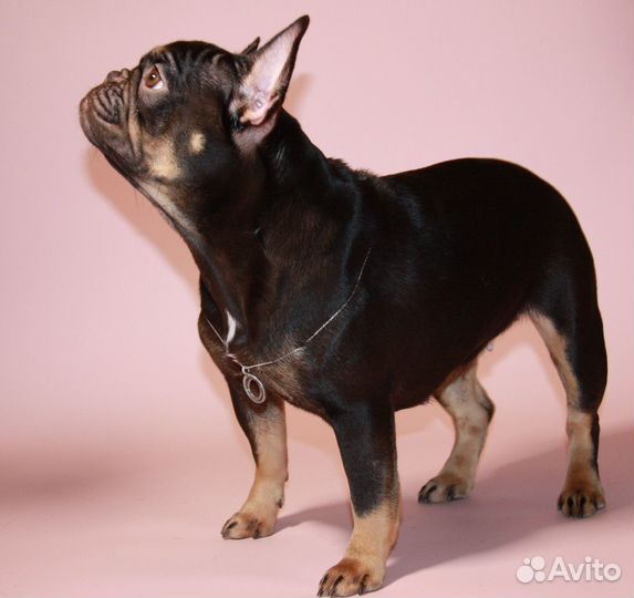 Французский бульдог