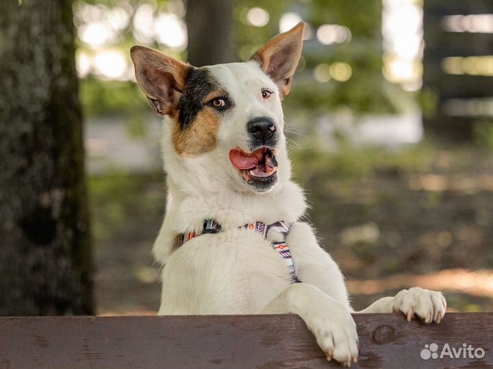 Собака ищет дом