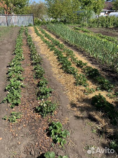 Рассада клубники чамора туруси, мурано