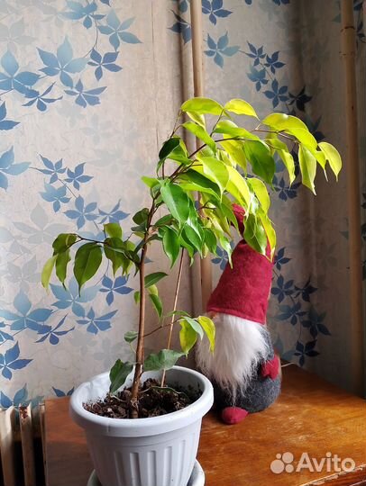 Фикус бенджамина