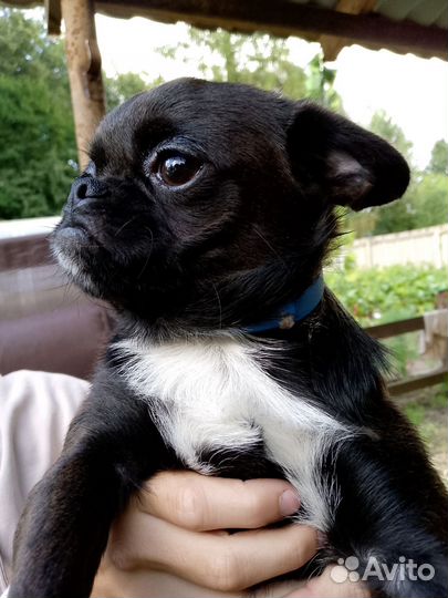 Щенки пти брабансона