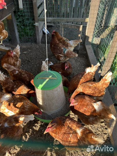 Куры несушки ломан браун