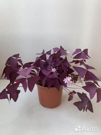 Оксалис кислица треугольная 