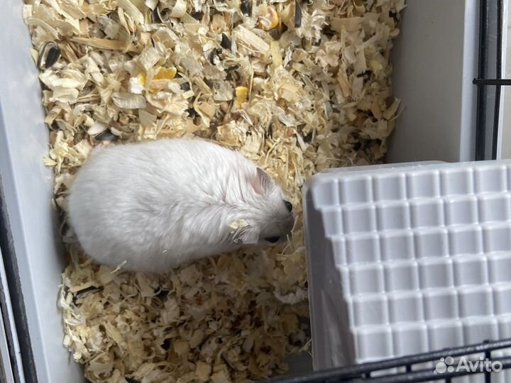 Джунгарский хомяк бесплатно