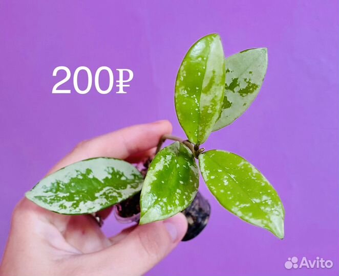 Хойи № 5 (AH-074 Silver)