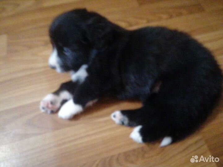 Щенок в добрые руки бесплатно маленькая порода