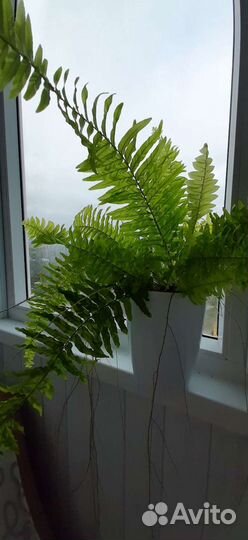 Папоротник Нефролепис вариегатный 'Golden Tiger'