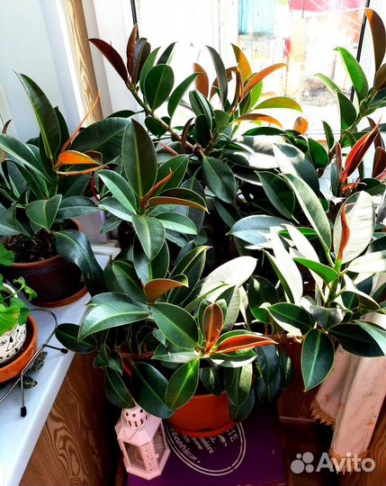 Фикус Мелани