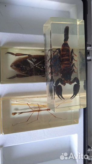 Насекомые и их знакомые