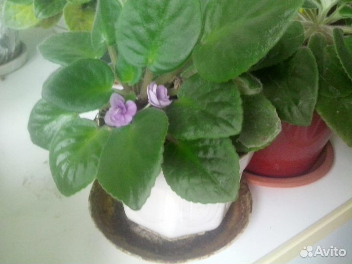 Фиалки и герань